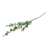 Occasions Natural Accessories 